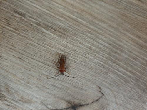 Réf. 256 157 : Phymatodes testaceus
