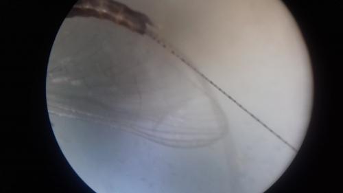 Cloeon dipterum