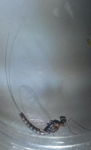 Réf. 256 203 : Cloeon dipterum