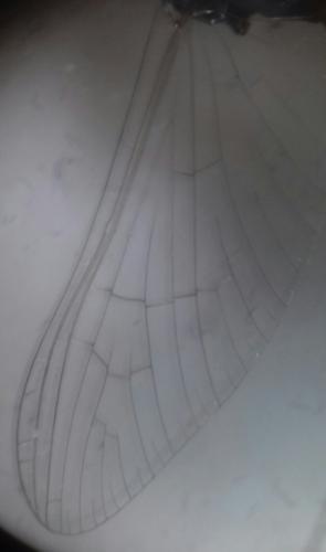 Réf. 256 205 : Cloeon dipterum