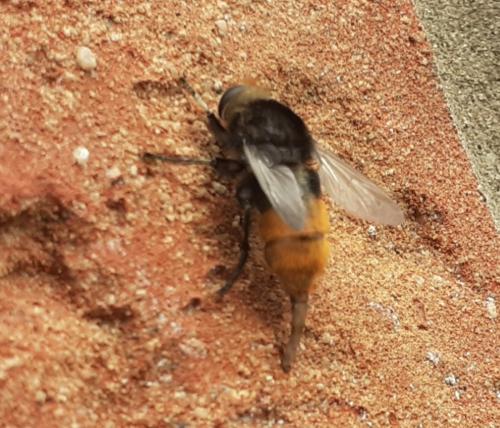 Merodon equestris
