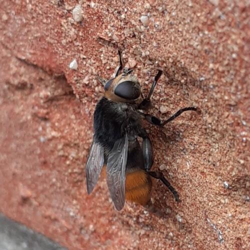 Réf. 256 123 : Merodon equestris