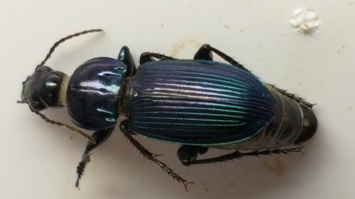 Réf. 256 224 : Poecilus sp.
