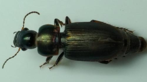Harpalus sp.
