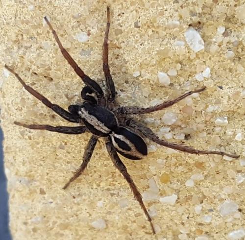 Alopecosa albofasciata
