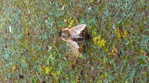 Apis mellifera