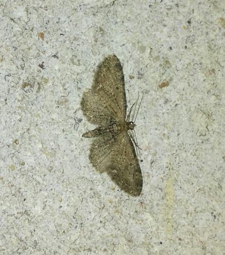 Réf. 256 517 : Eupithecia vulgata