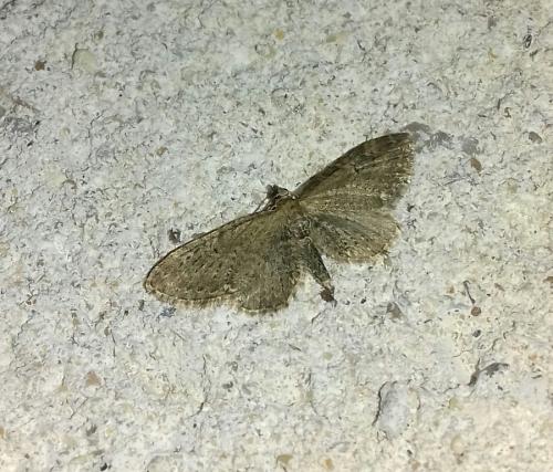 Réf. 256 518 : Eupithecia vulgata