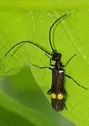 Réf. 256 431 : Malthininae inconnu