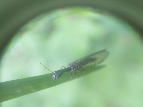 Réf. 256 833 : Phaeostigma sp.