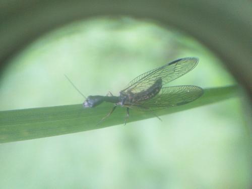 Réf. 256 832 : Phaeostigma sp.