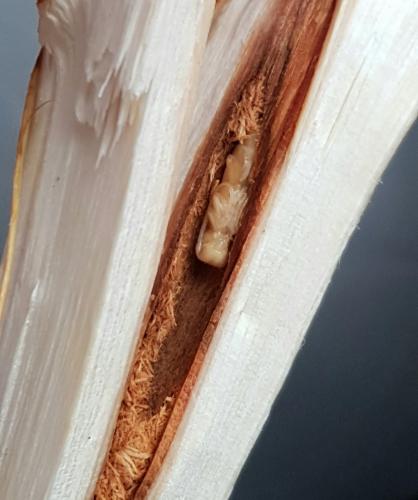 Réf. 256 510 : Oberea oculata