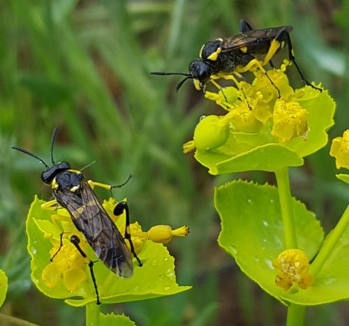 Macrophya montana