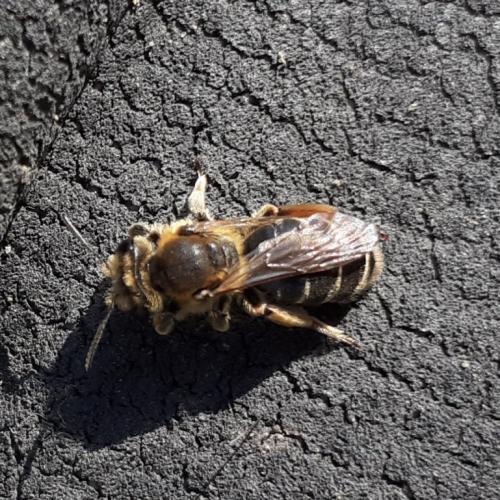 Réf. 256 764 : Andrena sp.