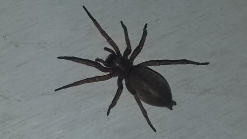 Drassodes sp.