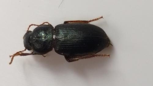 Réf. 256 858 : Ophonus azureus