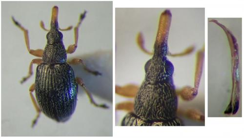Pseudapion rufirostre