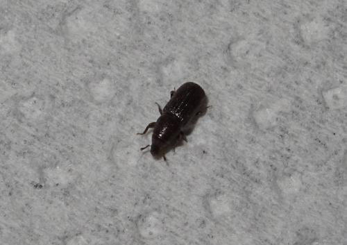 Hexarthrum exiguum