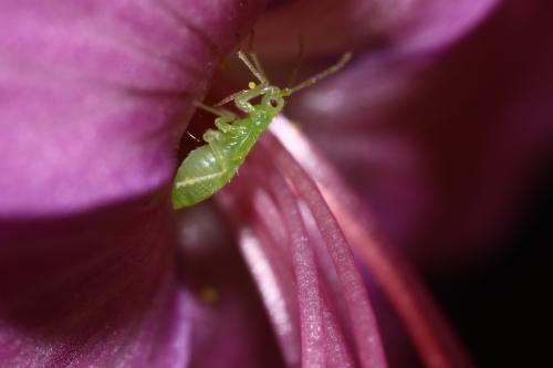 Réf. 256 631 : Macrolophus sp.