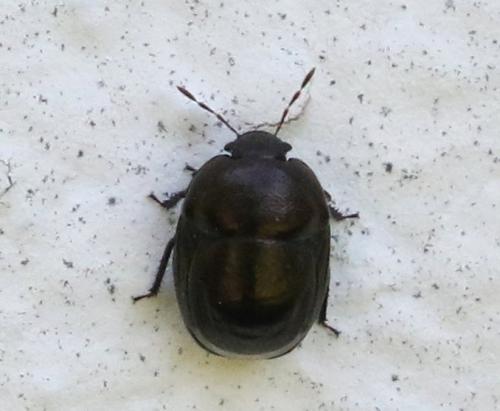 Réf. 256 426 : Thyreocoris sp.