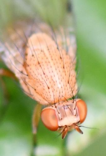 Réf. 256 318 : Minettia inusta