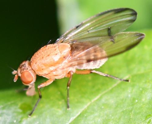 Réf. 256 317 : Minettia inusta