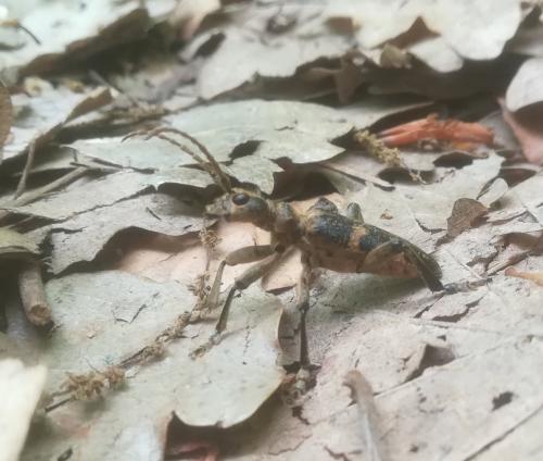 Rhagium sycophanta