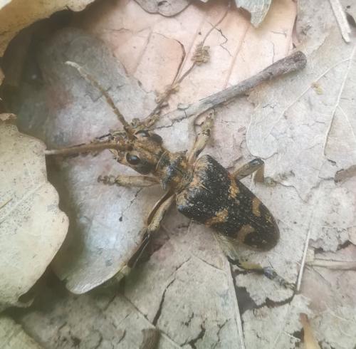 Réf. 256 476 : Rhagium sycophanta