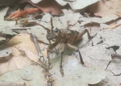 Rhagium sycophanta