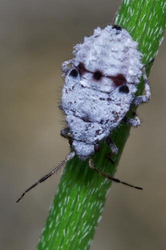 Réf. 256 866 : Deraeocoris schach