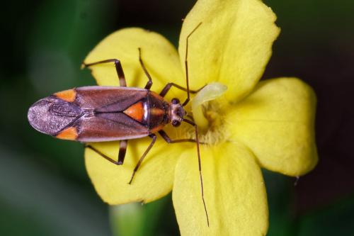 Réf. 256 730 : Capsodes flavomarginatus
