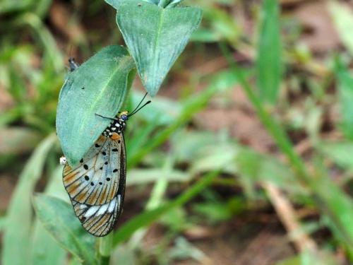 Acraea sp.