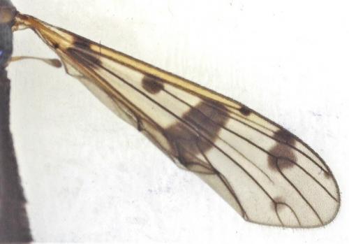 Ptychoptera contaminata