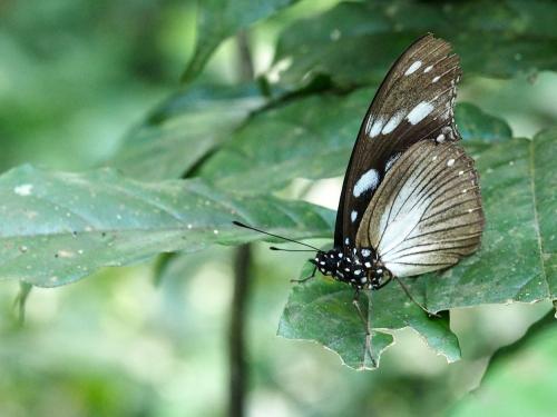 Amauris sp.