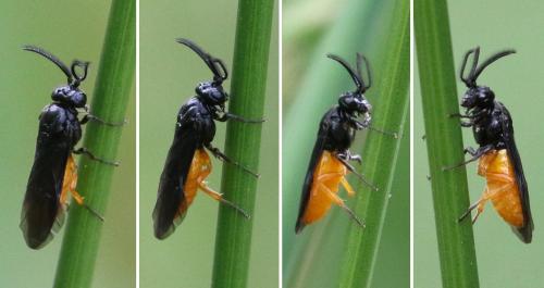 Réf. 256 779 : Sterictiphorinae inconnu