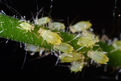 Aulacorthum solani
