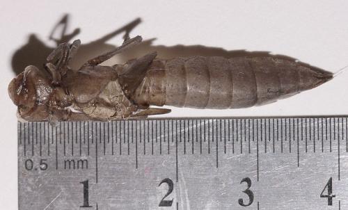 Brachytron pratense