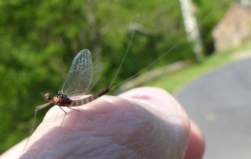 Baetis melanonyx