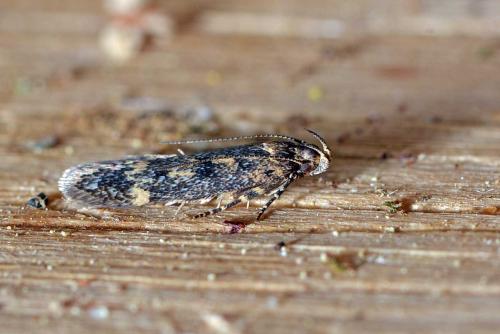 Bryotropha sp.