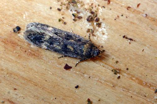 Bryotropha sp.