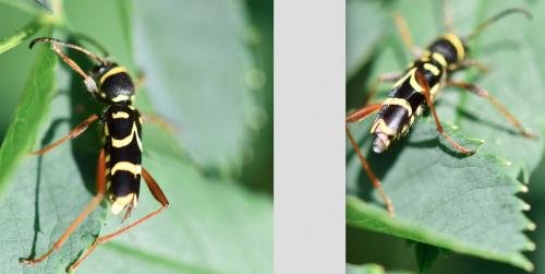 Clytus arietis