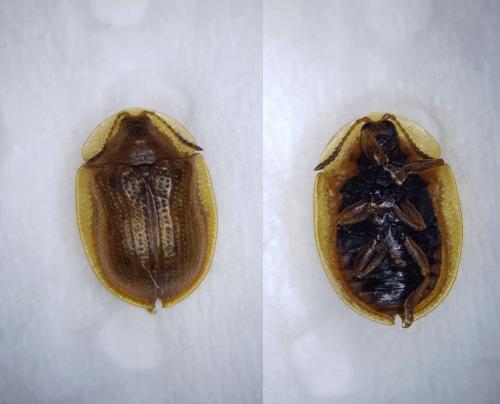 Cassida flaveola