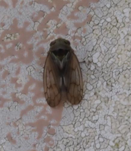 Réf. 256 191 : Oncopsis sp.