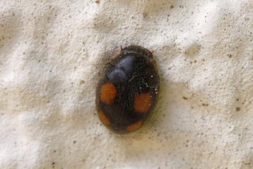 Platynaspis luteorubra
