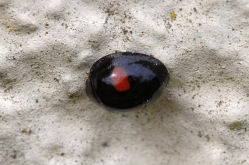 Réf. 256 480 : Chilocorus renipustulatus