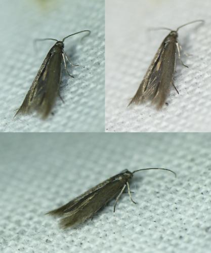 Coleophora laricella