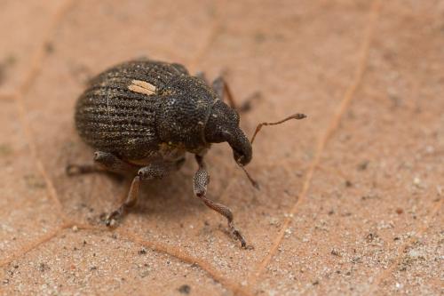 Rhinoncus pericarpius