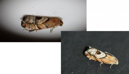 Cydia interscindana