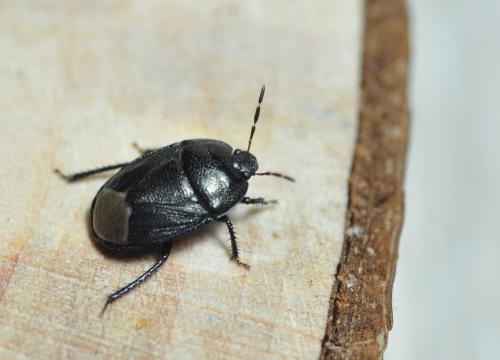 Sehirus luctuosus