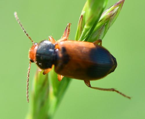 Réf. 256 503 : Diachromus germanus